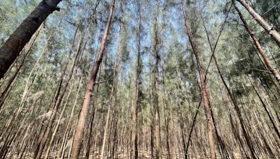 Casuarina farming sees resurgence in Vedaranyam six years after Cyclone Gaja