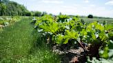 Researchers look to rhubarb for craft beverage makers