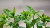 What to Know About the Benefits of Peppermint Leaf