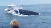 Angry humpback whale tosses two sailors into the sea by crashing into boat