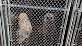 Two dogs dumped in Greene Co. park now being treated at animal shelter