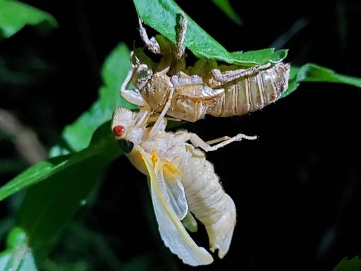 Cicadas 2024: Here's everything you need to know about this historic event