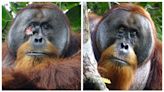 Orangutan heals cut with medicinal plant