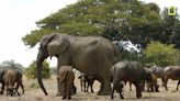 Zoe the Elephant Makes Herself the Matriarch of a Buffalo Herd After Losing Her Family to Poachers