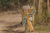 Jim Corbett National Park