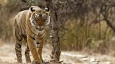 Madhya Pradesh: Tiger killed, two cubs injured after being hit by train