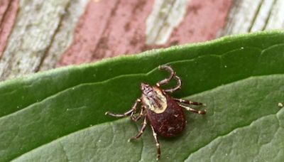 Tick season is expected to be worse than ever in Michigan