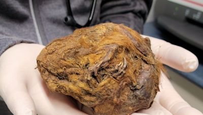 Yukon gold miners are unearthing mummified ancient creatures and truckloads of fossils from the Ice Age. Take a look.