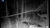 ‘Bone chilling’ video shows deer nearly walk over sleeping alligator in Florida woods