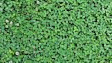 How to Grow a Clover Lawn—and Why You'll Want One