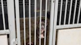 Dog Abandoned Outside of Kill Shelter Finds Hope