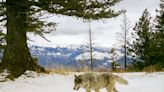 What the spate of wolf poisonings says about Oregon’s co-existence with wolves, Beat Check podcast