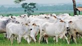Exportação de carne bovina atinge volume recorde em abril