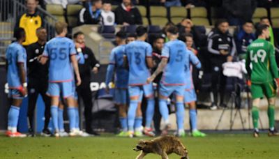 MLS raccoon update: Was it safely released after stealing show at game in Philadelphia?