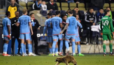 Raccoon on field stops play in MLS game. How stadium workers corralled and safely released it.