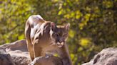 5 cyclists attacked by cougar on Washington trail