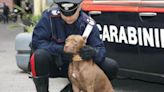 Dos pitbulls mataron en Italia a bebé de 15 meses e hirieron a su madre