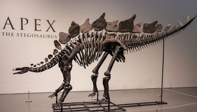 The ultra-rich are buying up dinosaur bones – and ruining it for scientists