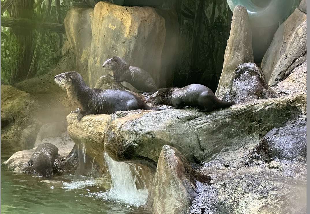 Brookgreen Gardens Welcomes Six Otter Pups