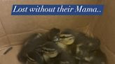 Look: Ducklings reunited with mom after wandering into Virginia hotel