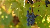 El cambio climático está alterando la química del vino