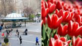 200K flowers coming to NYC for Tulip Day — marking 400th anniversary of Dutch settlers in NY