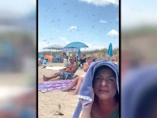 'What the heck is happening?': Video shows huge swarm of dragonflies invading Rhode Island beach