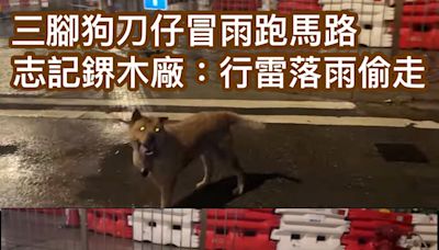 三腳狗「刀仔」冒雨跑馬路 志記鎅木廠解釋：行雷落雨時偷跑