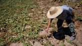 Agricultores de China intentan salvar cosechas de olas de calor y sequía