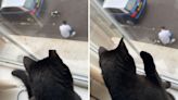 Cat in utter shock after spotting dad petting another feline—"The betrayal"