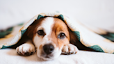 The Best Dog Blankets to Warm Your Pooch Up this Winter