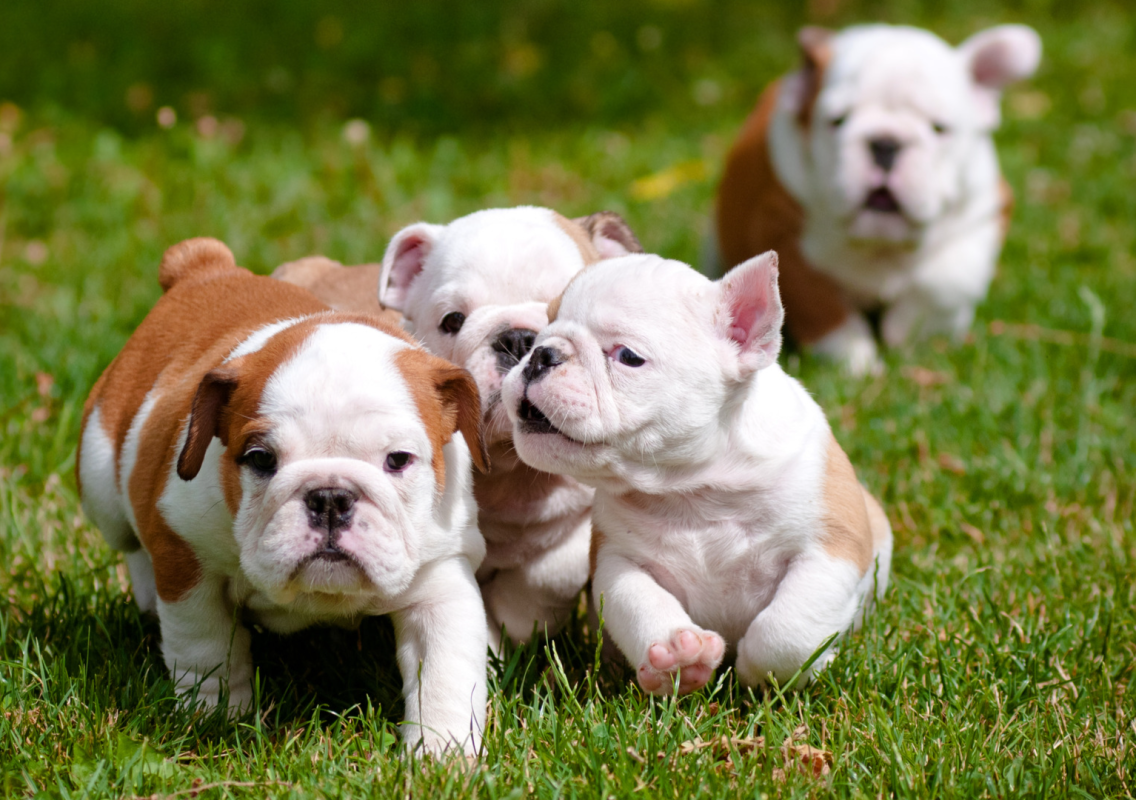 English Bulldog Puppies’ Morning Playtime Is a True Timeline Cleanse