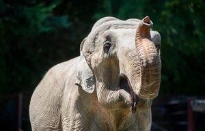 Point Defiance Zoo remembers beloved elephant ‘Suki’