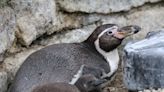 Escapee penguin Houdini becomes a new mum in Cornwall