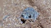 Tiny Toadlet's Unique Call Recorded By Biologists For The First Time Ever