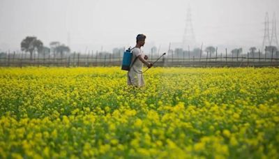 SC gives split verdict on Centre’s conditional approval for GM mustard release
