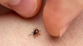 How to spot ticks and tick bites
