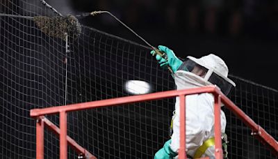Swarm of bees delays Arizona Diamondbacks vs. Los Angeles game in Arizona. A ‘MVP’ beekeeper came to the rescue