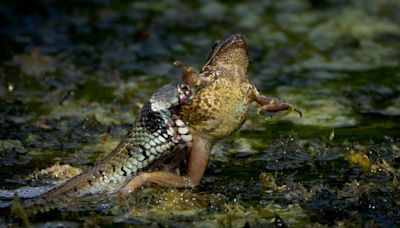 Sir David Attenborough praises primary teacher's 'remarkable' wildlife photos