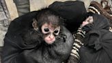 3 little spider monkeys saved from smuggling at Texas border