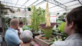 The corpse flower stinks — and people love it. Watch one bloom this week in Raleigh.