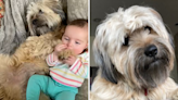 Dog spotted snuggling with owner's grandbaby in adorable video