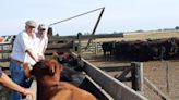 Pasó el show pero la ganadería continúa: los consejos de un sociólogo que se volcó al bienestar animal