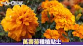 一人一花2023丨萬壽菊種植貼士 新手必讀常犯5大錯誤