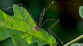 Are Daddy Longlegs Truly Spiders? Setting the Record Straight