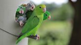 Why parrots sometimes adopt—or kill—each other's babies