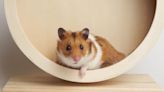 Woman's Elation When Hamster Gives Her a Kiss Is the Sweetest Thing