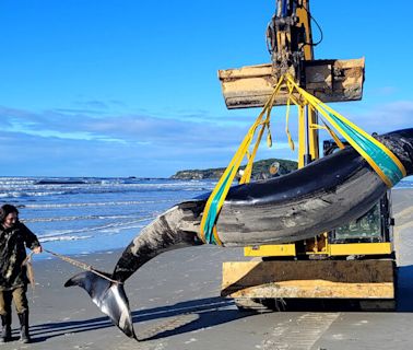 World’s Rarest Whale Washes Up on New Zealand Beach, Scientists Say