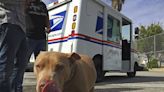 Dogs delivered 700 bites to California postal workers in 2023