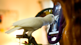 What happened when scientists taught parrots to video chat?